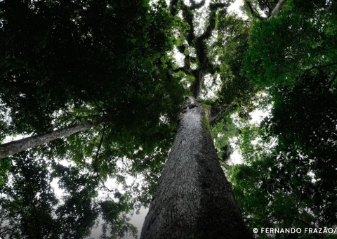 Lula sanciona PL do Licenciamento Ambiental com 63 vetos