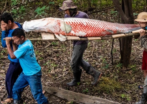 Ibama autoriza captura e comercialização do pirarucu no Vale do Javari