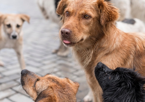PL quer reduzir número de cães e gatos em situação de rua em Manaus