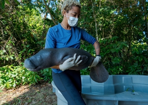Filhote de peixe-boi é resgatado em Alvarães após ser encontrado sozinho