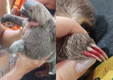 Bicho-preguiça criado como pet e com unhas pintadas é resgatado em Parintins