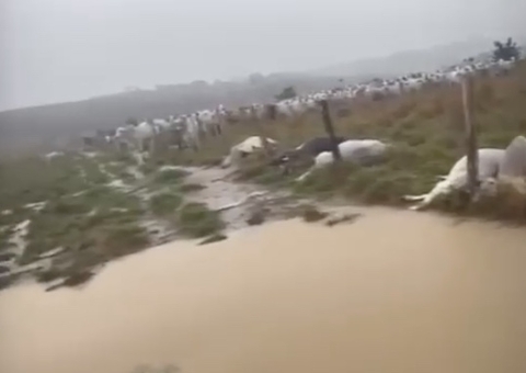 Raio mata animais em fazenda no Amazonas; vídeo