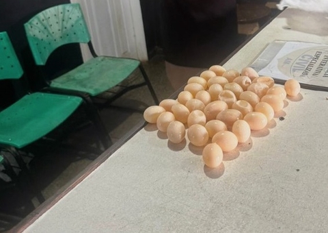 Mulher é presa no aeroporto de Tefé tentando embarcar com ovos de tracajá