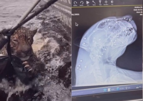 Onça resgatada no Rio Negro estava com mais de 30 projéteis no corpo; vídeo