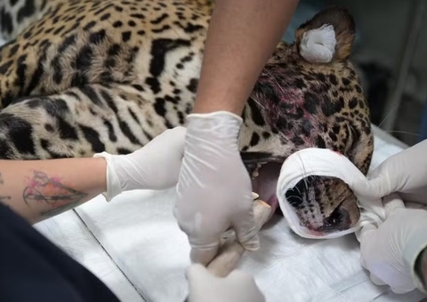 Onça resgatada no Rio Negro foi baleada com tiro na cabeça, segundo exames 