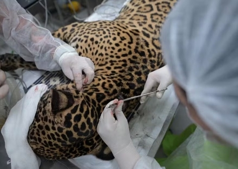 Onça resgatada nadando no Rio Negro está estável e sob tratamento