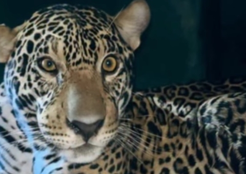 Onça resgatada no Rio Negro será devolvida à natureza em até 30 dias