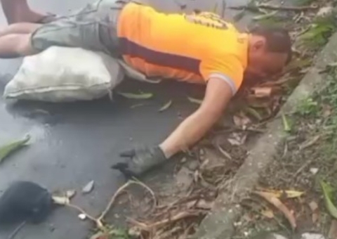 Homem cai de árvore enquanto colhia mangas e fica ferido em Manaus; vídeo