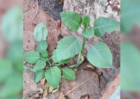 Família é hospitalizada após consumir ‘falsa couve’ em MG; mulher morreu