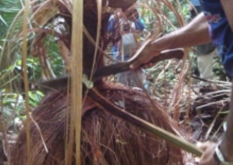 'Piaçabeiros' desaparecem no Amazonas durante trabalho na floresta; vídeo