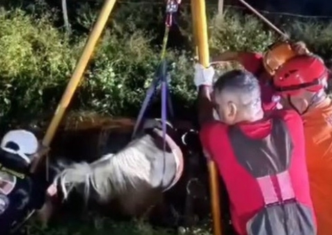 Cavalo fica preso em fossa em construção no Amazonas; vídeo