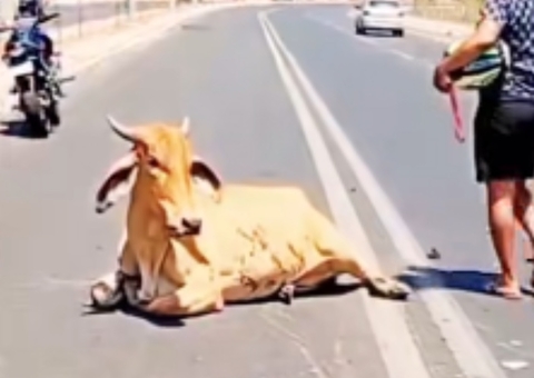 Motociclista morre em colisão com vaca e animal é esquartejado vivo na rua