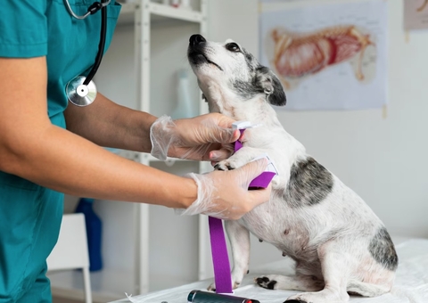 Projeto propõe inclusão de médico-veterinário nas UBSs de Manaus