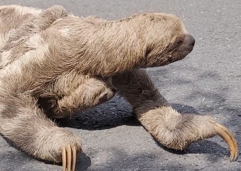 Vídeo: Preguiça e filhote são flagrados atravessando estrada em Parintins