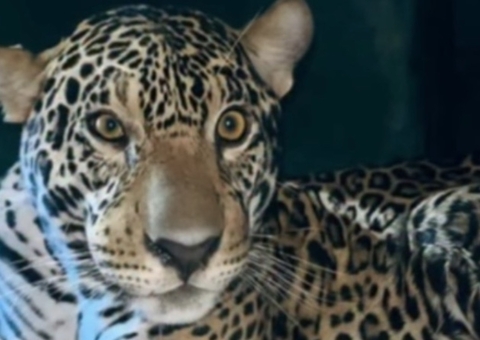 Onça resgatada no Rio Negro será devolvida à natureza nos próximos dias