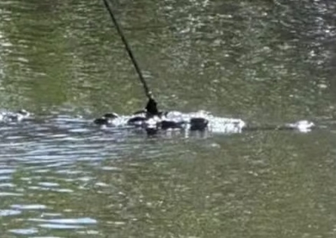Crocodilo é resgatada com arpão cravado e bala no crânio