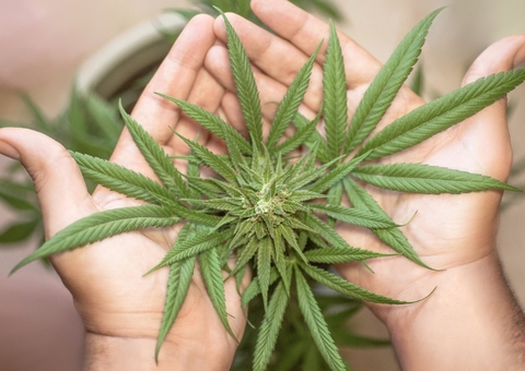 Anvisa autoriza Embrapa a cultivar Cannabis para pesquisa científica