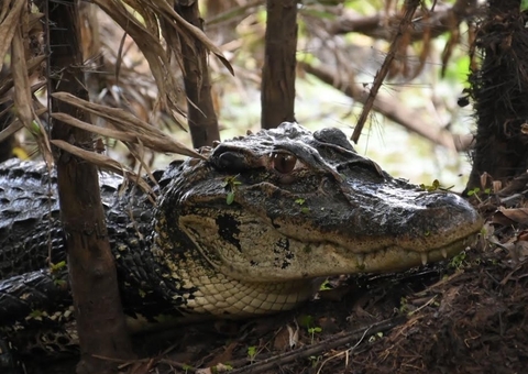 Entreposto flutuante de jacarés de Mamirauá recebe licença de funcionamento