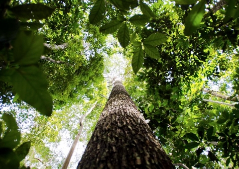 Justiça suspende edital de créditos de carbono no Amazonas; entenda