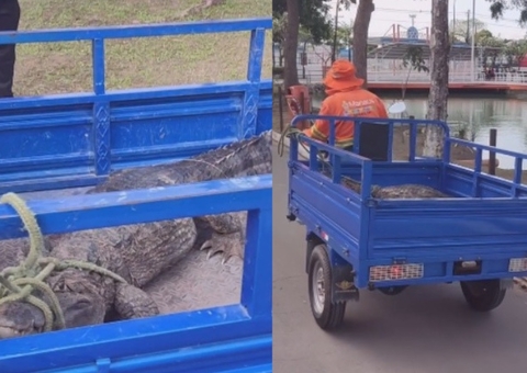 Vídeo: Remoção de jacaré na Lagoa do Japiim causa indignação entre moradores