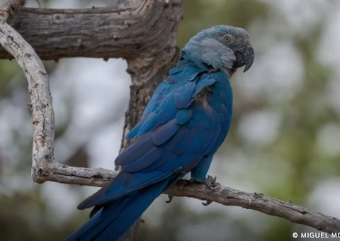 Ararinhas-Azuis repatriadas testam positivo para vírus fatal no Brasil