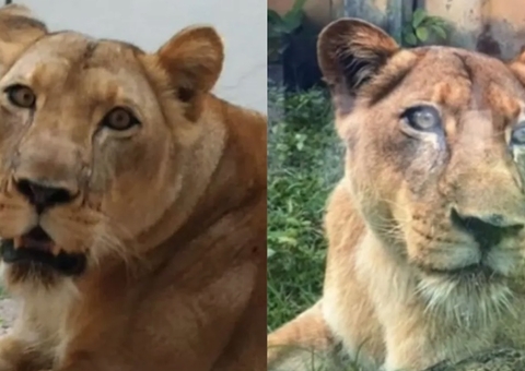 Leoa que atacou jovem após invasão de recinto não será sacrificada; entenda caso