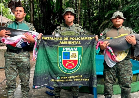Filhotes de peixe-boi são encontrados amarrados e feridos em Codajás