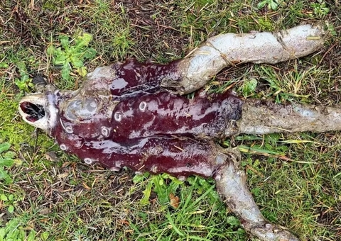 Banhista encontra criatura raríssima em praia da Escócia: "Nunca vimos algo assim"