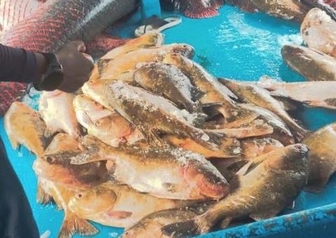 PM apreende mais de duas toneladas de pescado irregular em barco no Amazonas