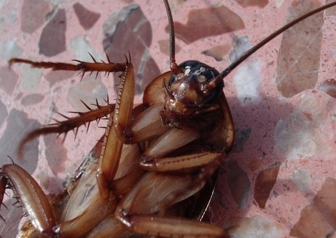 Do louro ao vinagre: saiba como afastar baratas de seus eletrodomésticos