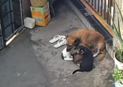 Homem é preso em Manaus suspeito de matar cão por afogamento e torturar filhote