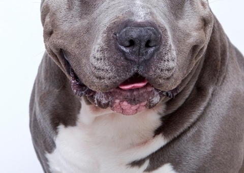 Mulher morre após sofrer ataque do próprio pitbull em Campinas