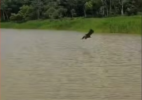 Gavião ajuda pescadores a encontrar cardumes no Amazonas