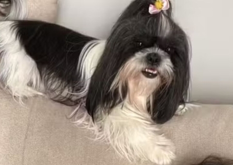 Shih tzu morre após ser esquecida em carro de pet shop em São Paulo