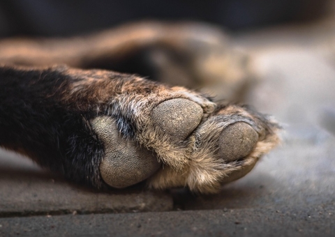 Homem é preso em Manaus após arremessar cães de laje; um dos animais morreu