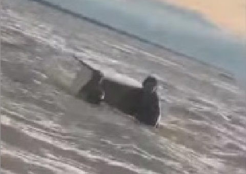 Veja resgate de casal que sobreviveu a naufrágio usando porta de geladeira no Amazonas