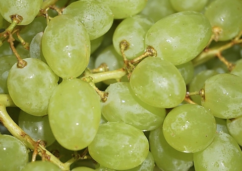 Por que comemos 12 uvas no Réveillon? Conheça a origem e o significado da tradição