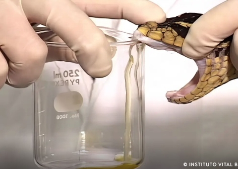 Cientistas brasileiros descobrem como aumentar o poder de cura dos soros antiveneno