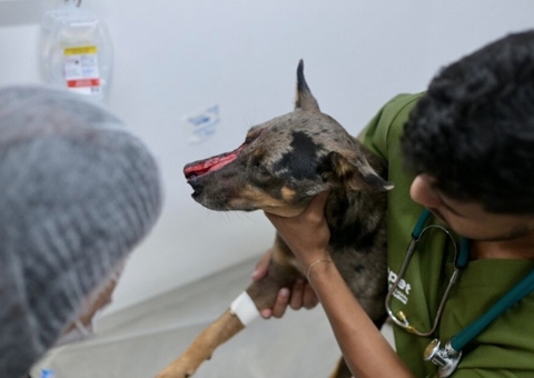 Cachorro tem focinho partido ao meio por golpe de terçado e passa por cirurgia em Manaus