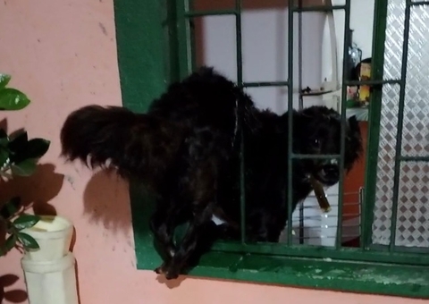 Cadela tenta fugir de chuva e fica presa em grade no Monte das Oliveiras
