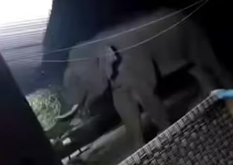 Elefante descontrolado mata 19 pessoas e foge de cerco com 300 guardas