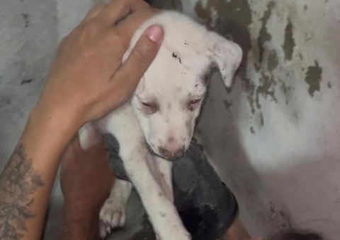 Bombeiros resgatam filhote preso entre paredes no Coroado