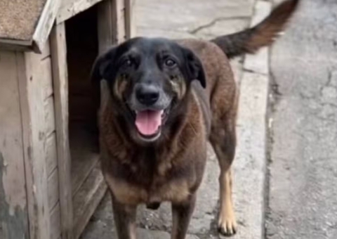 Adolescentes suspeitos de torturar cão Orelha em SC; animal precisou ser sacrificado