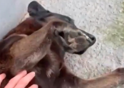 Adolescentes suspeitos de torturar cão Orelha dizem sofrer "linchamento virtual"