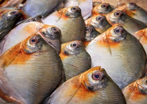 Consumo de pacu está associado casos da Doença de Haff no Amazonas