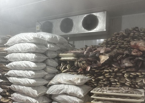 Ipaam multa em mais de R$ 2 milhões frigorífico de pescado irregular em Manacapuru