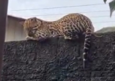 Jaguatirica surpreende ao aparecer "descansando" em cima de muro no Amazonas; vídeo