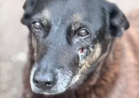 Adolescente suspeito de agredir cão Orelha pode ser impedido de sair do país, diz polícia