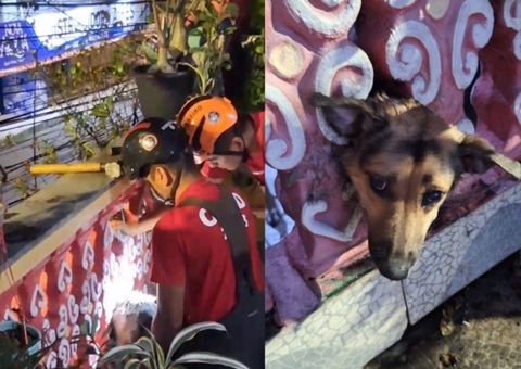 Cachorro fica com cabeça presa em mureta e é salvo pelos Bombeiros em Manaus