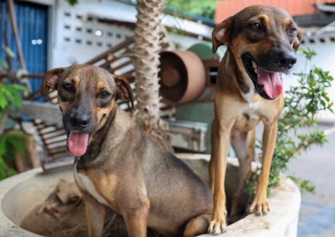 Veja lista dos primeiros mil beneficiários do 'Ração do Meu Pet' em Manaus